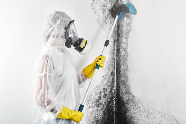 Best Real Estate Mold Inspection  in Josephine, TX