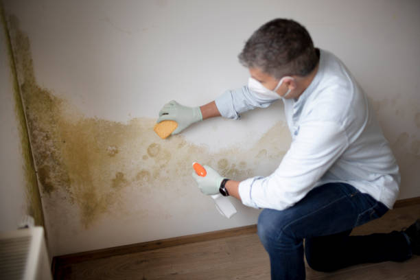 Best Commercial Mold Inspection  in Josephine, TX